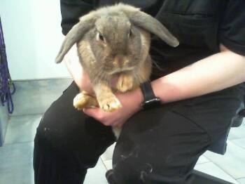 CHICHI -  Bunny Rabbit Rabbit for Adoption in Charlotte, North Carolina - CHICHI | PetCurious