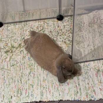 Luna M12865 -  French Lop Rabbit for Adoption - Luna M12865 | PetCurious