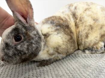 Charleston Chew -  Mini Rex Rabbit for Adoption in Westford, Massachusetts - Charleston Chew | PetCurious