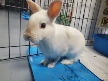 Rescue Bunny Rabbit Rabbits for Adoption in Montreal, Quebec - Trevor | PetCurious