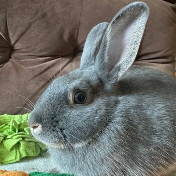 Rescue Satin and English Spot Rabbits for Adoption in Rock Hall, Maryland - Lenny | PetCurious
