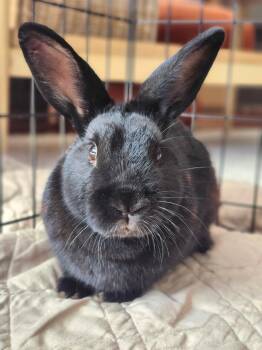 Prince Rusty -  Dwarf Rabbit Available for Adoption in Great Neck Plaza, New York - Prince Rusty | PetCurious