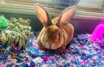 Hunk -  American Rabbit for Adoption in Myerstown, Pennsylvania - Hunk | PetCurious