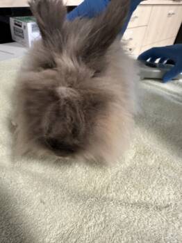 Rescue Angora Rabbit Rabbits for Adoption in Silverdale, Washington - Emeka Egbuka - In Foster | PetCurious