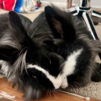 Bennie & Clyde *Bonded Pair* -  Lionhead Rabbit Available for Adoption in Taylorsville, Utah - Bennie & Clyde *Bonded Pair* | PetCurious
