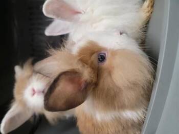 Rescue American Rabbits for Adoption in Largo, Florida - Aramis | PetCurious