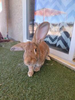 Rescue Flemish Giant Rabbits for Adoption in Los Angeles, California - Aloo | PetCurious