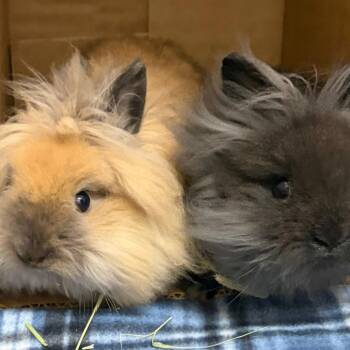 Layla (bonded with Lyric) -  Lionhead Rabbit for Adoption in Oshkosh, Wisconsin - Layla (bonded With Lyric) | PetCurious