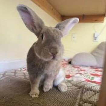 Lilac Rabbits Available for Adoption - Peter | PetCurious
