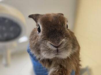 American Rabbits Available for Adoption in Honolulu, Hawaii - Barnabee | PetCurious