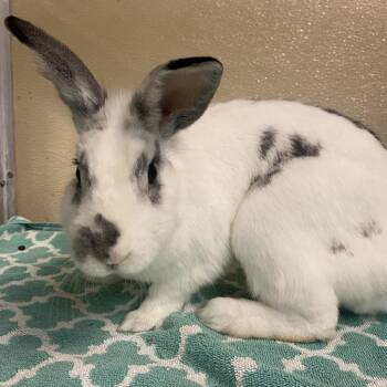 Binx -  American Rabbit for Adoption in Murray, Utah - Binx | PetCurious