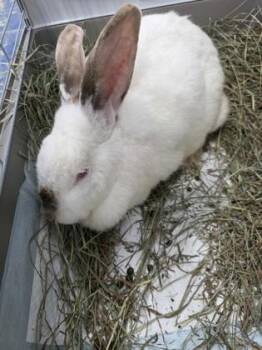 Dinosaur -  Flemish Giant and Californian Rabbit for Adoption in Simcoe, Ontario - Dinosaur | PetCurious
