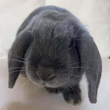 Thumper -  Mini Lop Rabbit for Adoption in Birmingham, Alabama - Thumper | PetCurious