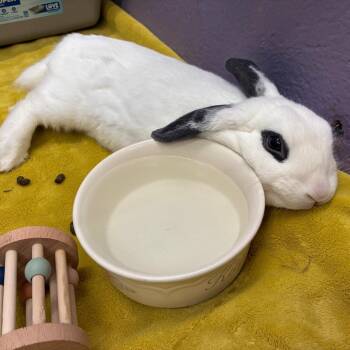 Cobbler -  Hotot and Bunny Rabbit Rabbit for Adoption in Providence, Rhode Island - Cobbler | PetCurious