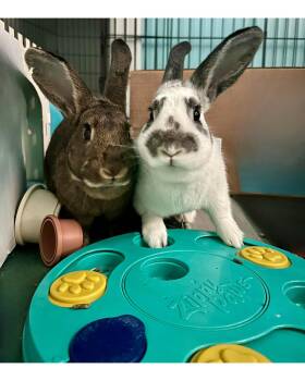 Bunny Rabbit Rabbits Available for Adoption in Lakeville, Minnesota - Little Bug | PetCurious