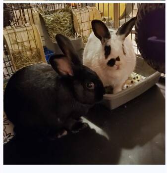 Bunny Rabbit Rabbits Available for Adoption in Jasonville, Indiana - Eddie & Alice | PetCurious
