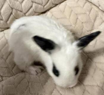 Eden -  English Spot Rabbit for Adoption in Santa Cruz, California - Eden | PetCurious