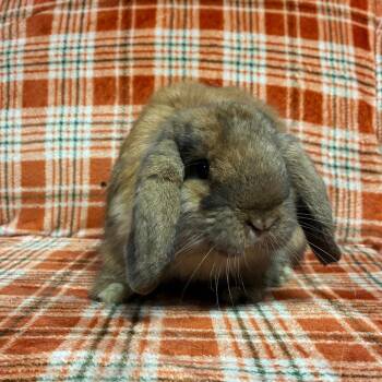 Almond -  Holland Lop Rabbit for Adoption in Gansevoort, New York - Almond | PetCurious