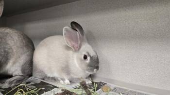 BUBBLES -  Bunny Rabbit Rabbit for Adoption in Colorado Springs, Colorado - BUBBLES | PetCurious