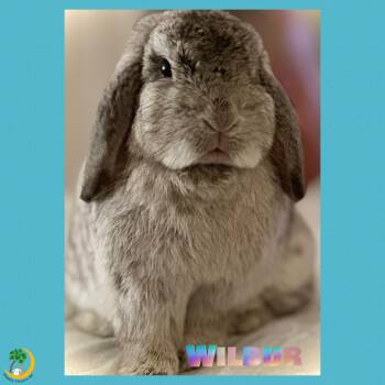 Rescue Holland Lop Rabbits for Adoption in Chapin, South Carolina - Wilbur | PetCurious