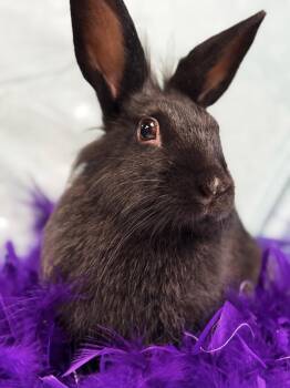 Rescue Lionhead Rabbits for Adoption in Westerville, Ohio - Tina | PetCurious