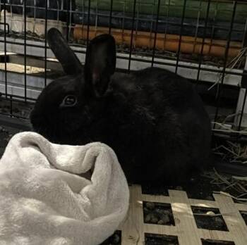 Justin -  Bunny Rabbit Rabbit Available for Adoption in Kalamazoo, Michigan - Justin | PetCurious