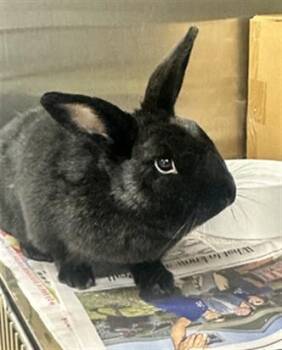 SENECA -  Bunny Rabbit Rabbit for Adoption in Derwood, Maryland - SENECA | PetCurious