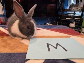 Dutch Rabbits Available for Adoption - Loak | PetCurious