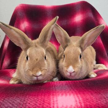 American Rabbits Available for Adoption - Socks | PetCurious