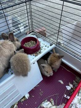 No name 3 -  Lionhead Rabbit for Adoption in Santa Cruz, California - No Name 3 | PetCurious