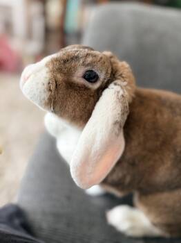 Bella -  Mini Lop and Rex Rabbit for Adoption in Ferndale, Washington - Bella | PetCurious