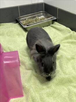 WILLOW -  Bunny Rabbit Rabbit for Adoption in Loveland, Colorado - WILLOW | PetCurious