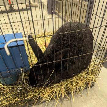 Oreo -  Chinchilla Rabbit for Adoption in Charlottesville, Virginia - Oreo | PetCurious