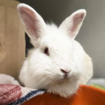 Mochi -  Lionhead Rabbit for Adoption in Pittsburgh, Pennsylvania - Mochi | PetCurious