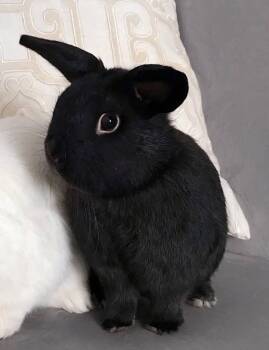 Rescue Bunny Rabbit Rabbits for Adoption - Pepper | PetCurious