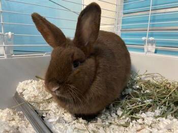 Bunny Rabbit Rabbits Available for Adoption in Fairfax, Virginia - Chestnut | PetCurious