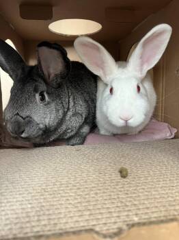 Rescue Chinchilla and New Zealand Rabbits for Adoption in Spokane, Washington - Milkshake & Chocolate Truffles | PetCurious