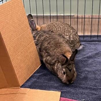 Netherland Dwarf Rabbits Available for Adoption - Moira Rose | PetCurious