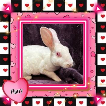 Mini Rex Rabbits Available for Adoption - Flurry | PetCurious