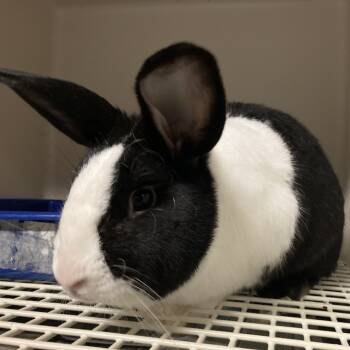 Rescue Bunny Rabbit Rabbits for Adoption in Volcano, Hawaii - Oreo (COH-A-65557) | PetCurious