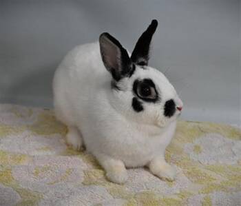 Bunny Rabbit Rabbits Available for Adoption - ATHENA | PetCurious