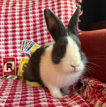 Rescue Dutch Rabbits for Adoption in Livermore, California - Uno | PetCurious