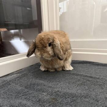 NUGGET -  Mini Lop Rabbit for Adoption in Alameda, California - NUGGET | PetCurious