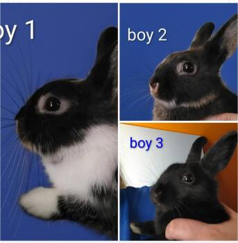 Apollo -  Polish and Dwarf Rabbit for Adoption in Dallas, Pennsylvania - Apollo | PetCurious