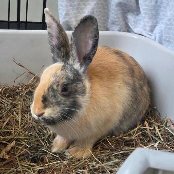 Marilyn Bun-Roe *Bonded with Bunny Boop* -  American Rabbit for Adoption in Kennebunk, Maine - Marilyn Bun-Roe *Bonded With Bunny Boop* | PetCurious