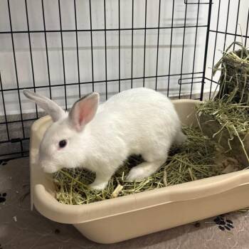 Mulberry -  Rex Rabbit for Adoption in Branford, Connecticut - Mulberry | PetCurious