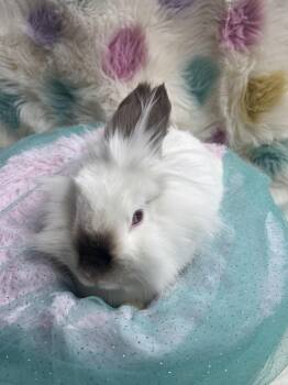 Lionhead Rabbits Available for Adoption - Ivory  | PetCurious