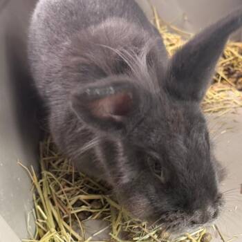 Cold Foam -  Lionhead Rabbit for Adoption in Greensboro, North Carolina - Cold Foam | PetCurious