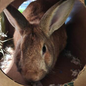 Honeybun -  Rex Rabbit for Adoption in Reno, Nevada - Honeybun | PetCurious