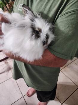 Willow -  Angora Rabbit Rabbit for Adoption in Melbourne, Florida - Willow | PetCurious